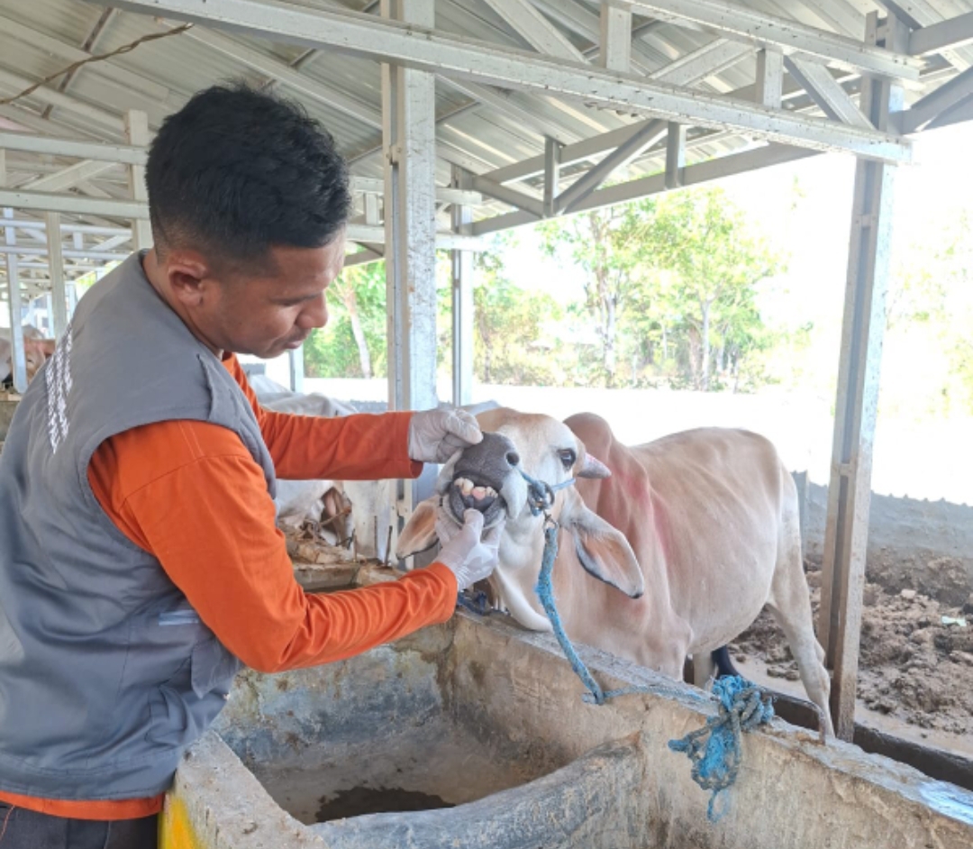 Dinas Pertanian dan Ketahanan Pangan Kota Palu Intensifkan Pemeriksaan Kesehatan Hewan Kurban